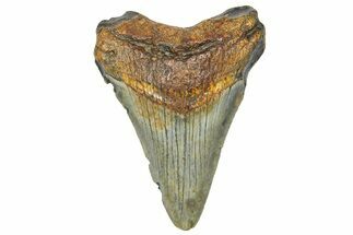 Serrated, Juvenile Megalodon Tooth - South Carolina #360944