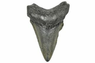 Juvenile Megalodon Tooth - South Carolina #360945