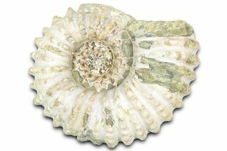 Bumpy Ammonite (Douvilleiceras) Fossil - Madagascar #361145