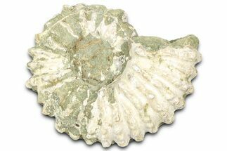 Bumpy Ammonite (Douvilleiceras) Fossil - Madagascar #361147
