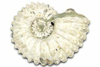 Bumpy Ammonite (Douvilleiceras) Fossil - Madagascar #361149