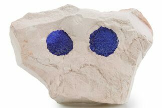 Vibrant Blue Azurite Suns on Siltstone - Australia #361224
