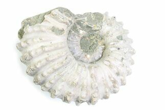 Bumpy Ammonite (Douvilleiceras) Fossil - Madagascar #361156