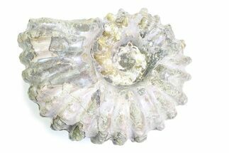 Bumpy Ammonite (Douvilleiceras) Fossil - Purple Iridescence #361158