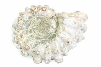 Bumpy Ammonite (Douvilleiceras) Fossil - Madagascar #361183