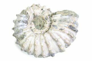 Bumpy Ammonite (Douvilleiceras) Fossil - Purple Iridescence #361218