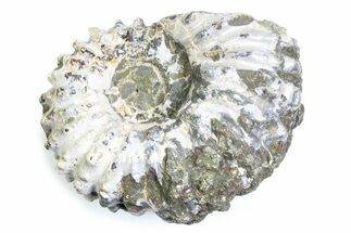 Bumpy Ammonite (Douvilleiceras) Fossil - Madagascar #361219