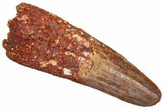Fossil Spinosaurus Tooth - Feeding Worn Tip #361263