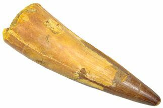 Fossil Spinosaurus Tooth - Real Dinosaur Tooth #361267