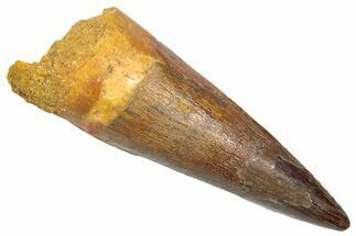 Fossil Spinosaurus Tooth - Composite Tooth #361269