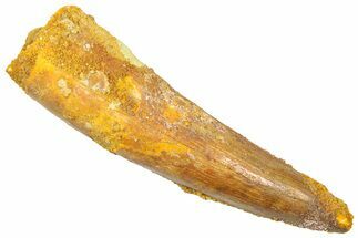 Fossil Spinosaurus Tooth - Real Dinosaur Tooth #361276