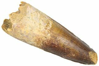 Fossil Spinosaurus Tooth - Real Dinosaur Tooth #361285