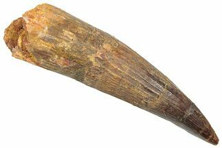 Fossil Spinosaurus Tooth - Composite Tip #361291