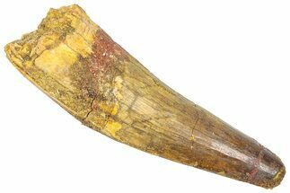 Fossil Spinosaurus Tooth - Feeding Worn Tip #361299