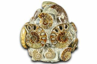 Tall Composite Ammonite Fossil Display - Madagascar #361352