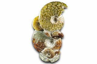 Tall Composite Ammonite Fossil Display - Madagascar #361353