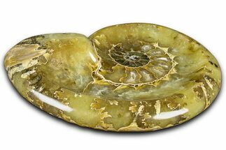 Polished Fossil Ammonite Dish - Madagascar #361355