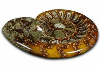 Polished Fossil Ammonite Dish - Madagascar #361359