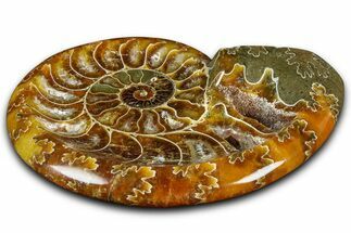 Polished Fossil Ammonite Dish - Madagascar #361361