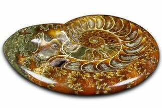 Polished Fossil Ammonite Dish - Madagascar #361365