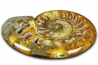 Polished Fossil Ammonite Dish - Madagascar #361374