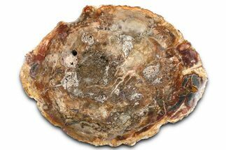 Beautiful Petrified Wood (Araucaria) Slab - Madagascar #361462