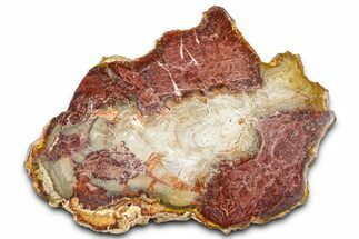 Beautiful Petrified Wood (Araucaria) Slab - Madagascar #361465