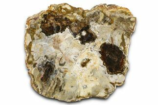Beautiful Petrified Wood (Araucaria) Slab - Madagascar #361471