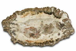 Beautiful Petrified Wood (Araucaria) Slab - Madagascar #361478
