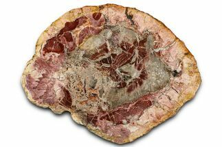 Beautiful Petrified Wood (Araucaria) Slab - Madagascar #361480