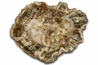Beautiful Petrified Wood (Araucaria) Slab - Madagascar #361487