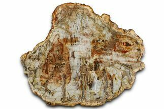 Beautiful Petrified Wood (Araucaria) Slab - Madagascar #361502