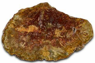 Beautiful Petrified Wood (Araucaria) Slab - Madagascar #361503