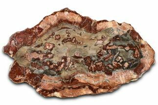 Beautiful Petrified Wood (Araucaria) Slab - Madagascar #361506