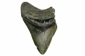 Partial, Fossil Megalodon Tooth - North Carolina #361677