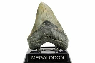 Serrated, Fossil Megalodon Tooth - North Carolina #361678