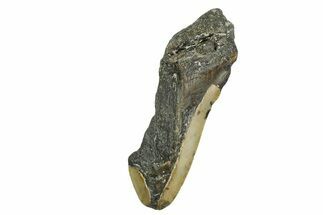 Partial, Fossil Megalodon Tooth - North Carolina #361692