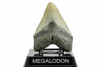 Fossil Megalodon Tooth - North Carolina #361701