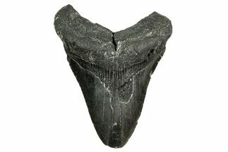 Bargain, Fossil Megalodon Tooth - North Carolina #361723