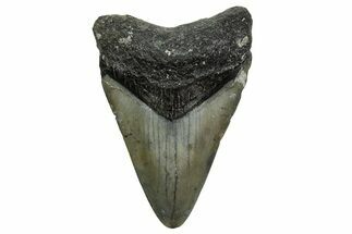 Juvenile Megalodon Tooth - North Carolina #361726