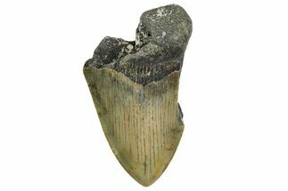 Partial, Fossil Megalodon Tooth - North Carolina #361734
