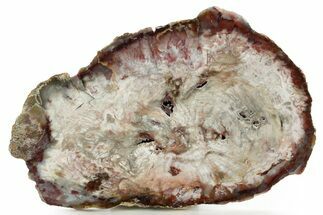 Polished Petrified Wood Round - Beatty, Nevada #361754