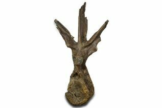 Dinosaur Fossils For Sale