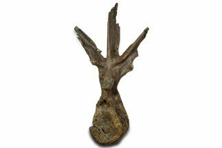 Fossil Dinosaur (Triceratops) Dorsal Vertebra - Wyoming #362049