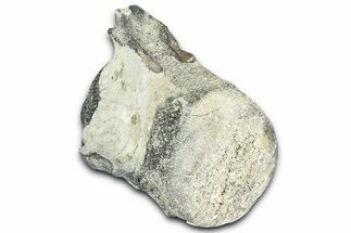 Fossil Whale Caudal Vertebra - Yorktown Formation #362065