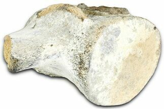 Fossil Whale Thoracic/Lumbar Vertebra - Yorktown Formation #362085