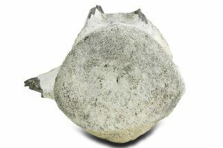 Fossil Whale Lumbar/Caudal Vertebra - Yorktown Formation #362076