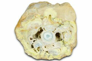 Clay Canyon Crandallite and Wardite - Old Collection Stock #362004