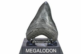 Serrated, Fossil Megalodon Tooth - South Carolina #362240