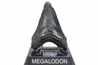 Fossil Megalodon Tooth - South Carolina #362244